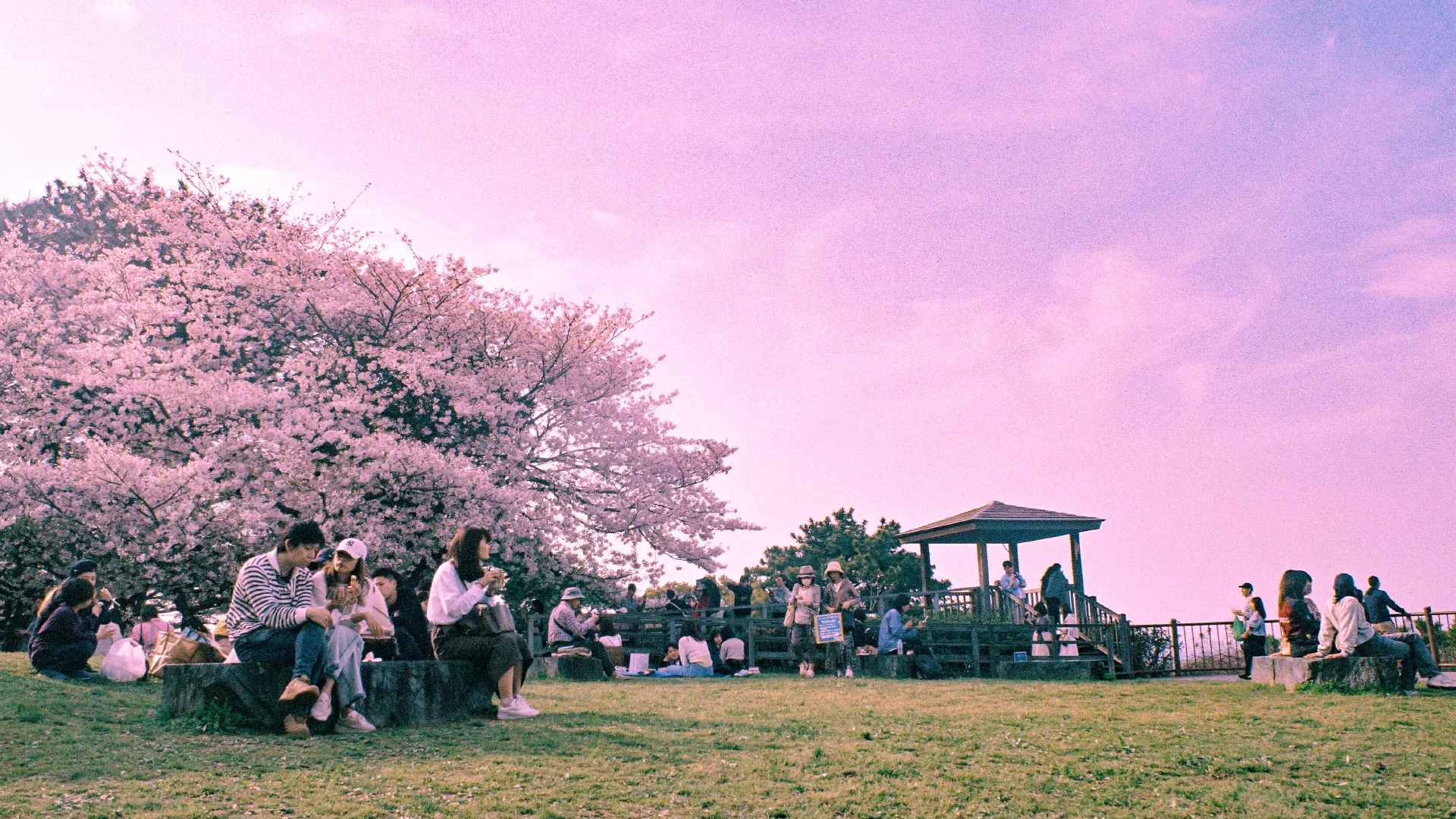 Love, Hanami